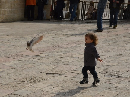 Greta the Western Wall Pigeon Chaser1